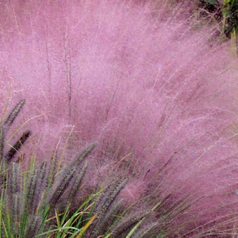 A cluster of Gulf Muhly Grass in full bloom, featuring delicate, airy plumes of vibrant pink and purple seed heads that create a soft, cloud-like mist above green blades.